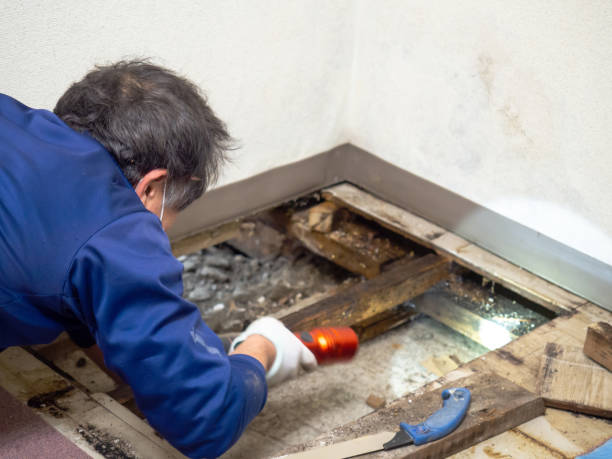 Best Crawl Space Mold Removal  in Rouse, CA