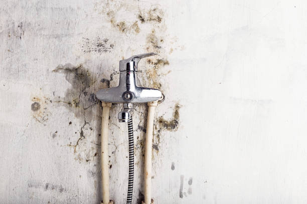 Best Home Mold Removal  in Rouse, CA