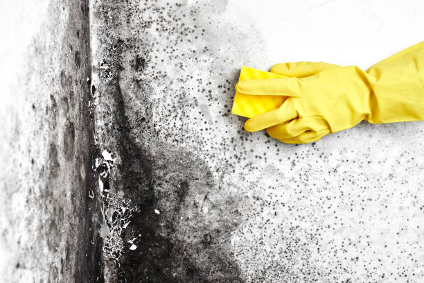 Water Damage Restoration in Rouse, CA