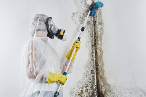 Best Residential Mold Removal  in Rouse, CA