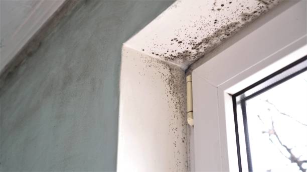 Best Certified Mold Removal  in Rouse, CA