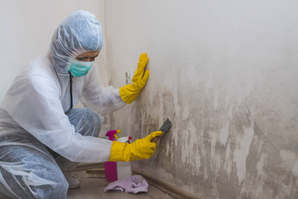 Best Fast Mold Removal  in Rouse, CA