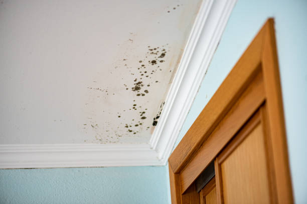 Best Mold Removal Company Near Me  in Rouse, CA