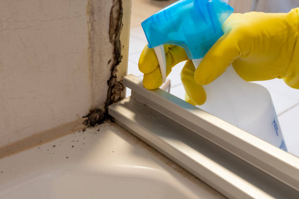  Rouse, CA Mold Removal Pros
