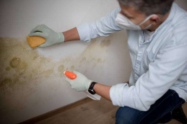 Trusted Rouse, CA Mold Removal Experts