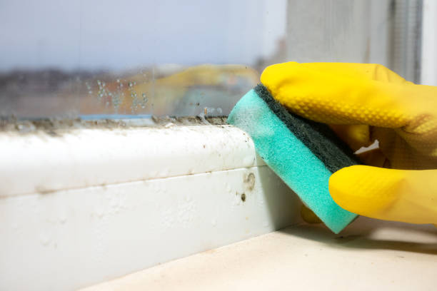 Best Black Mold Removal  in Rouse, CA