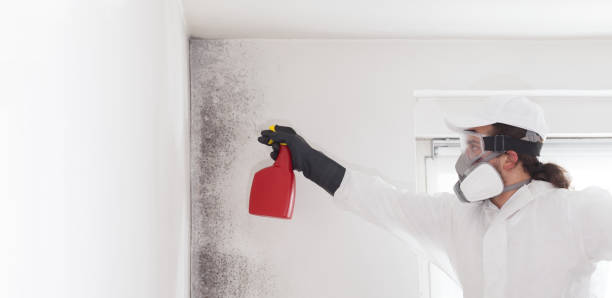 Best Mold Removal Near Me  in Rouse, CA