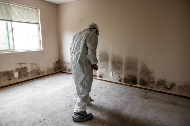 Best Mold Testing  in Rouse, CA