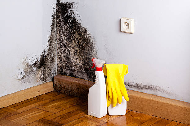 Rouse, CA Mold Removal Company