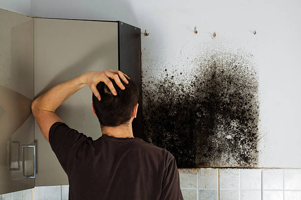 Best Local Mold Removal Service  in Rouse, CA