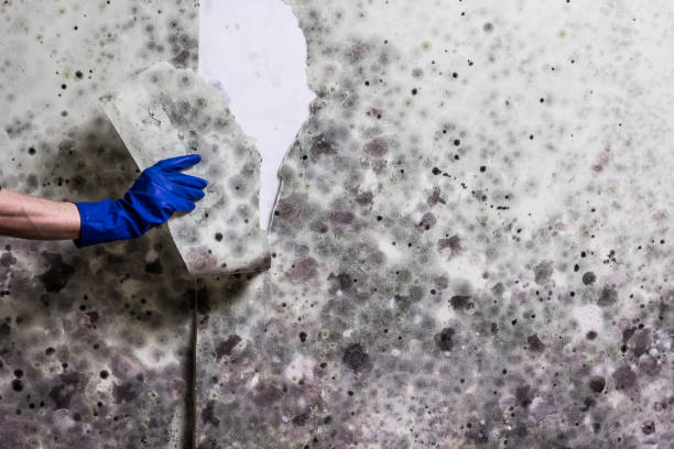 Best Same-Day Mold Removal  in Rouse, CA