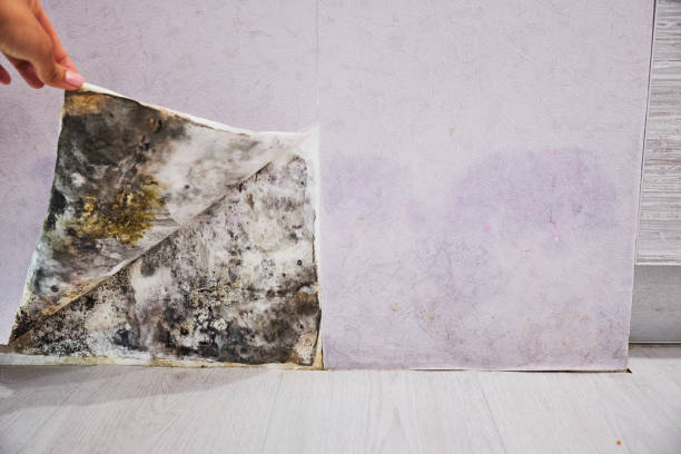 Best Certified Mold Removal  in Rouse, CA